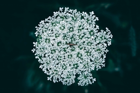 白色满天星花簇摄影图片